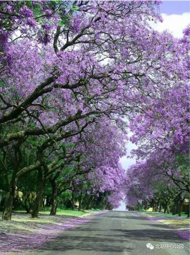 深圳建最大足球场,深圳足球公园效果图