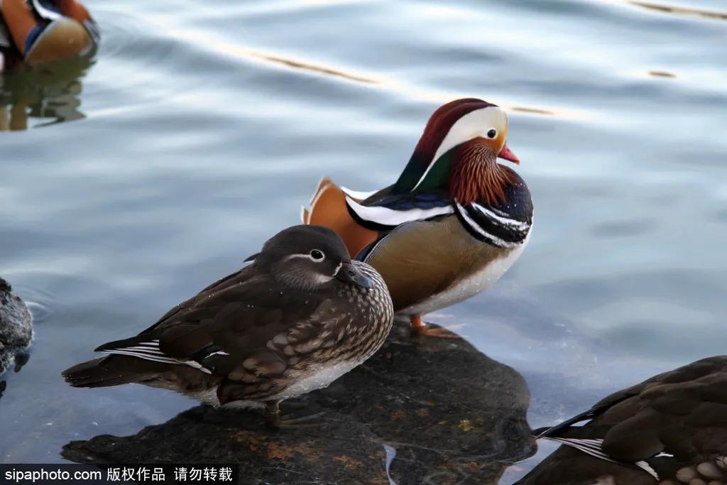 北京春季哪个公园值得去,北京十大免费公园哪些好玩