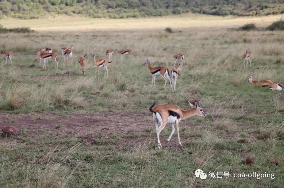 这个野奢的国度,欧美、日韩人都爱去,为何我们国家没人去?