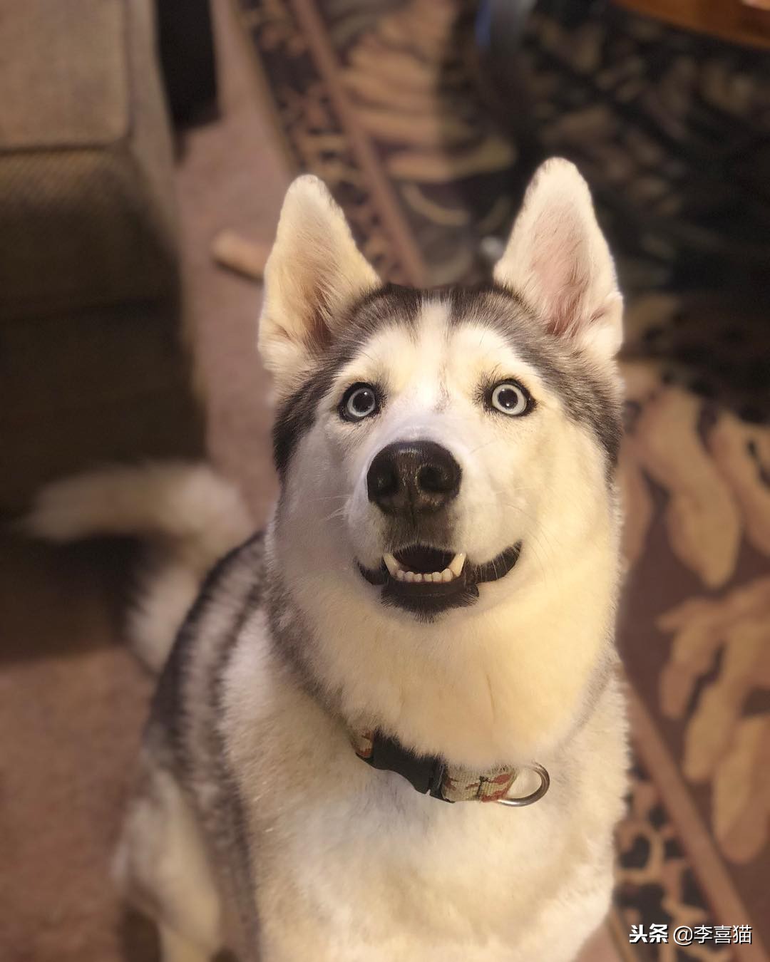 狗狗乱叫怎么教你一招解决,训练狗狗乱叫的解决方法