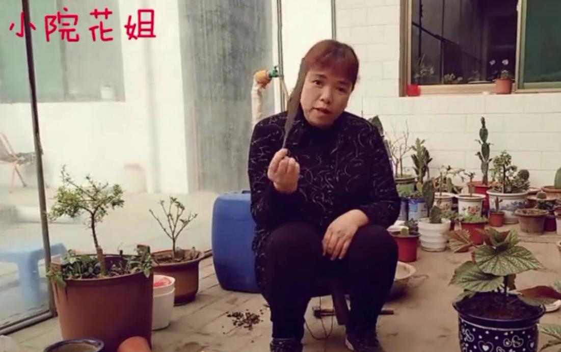 大盆栽花怎样添土好看,如何给大盆花换盆不破坏盆