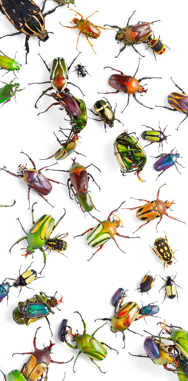 近年来濒危的野生动物有哪些,濒临灭绝的珍稀野生动物