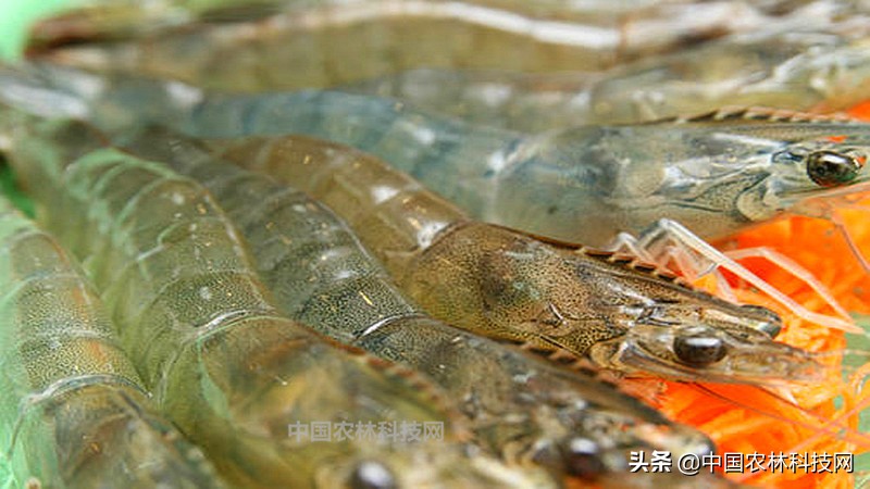 春节快到了买年货注意什么,过年海鲜干货类年货必备