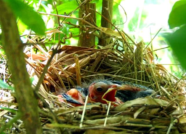 体育馆鸟巢露天朝上下雨怎么办,鸟巢开口朝上下雨天怎么办