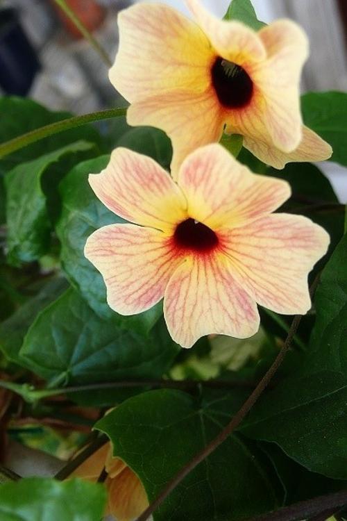 秋天想种爬藤植物？那就选择黑眼苏珊吧，2个月就能花开满藤