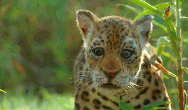 BBC得多有钱?为*窥偷**愣是做了一堆超逼真假动物,真实到被求交配