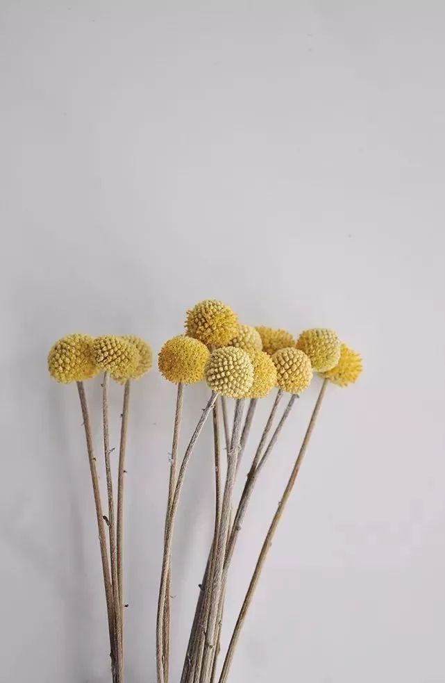 适合做干花的7种花,太阳花切花怎么做干花