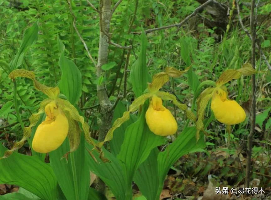 国家二级黄花杓兰,黄花杓兰与西藏杓兰