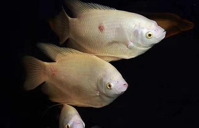 紫色的给鱼用的药水叫什么,紫色的养鱼杀菌剂