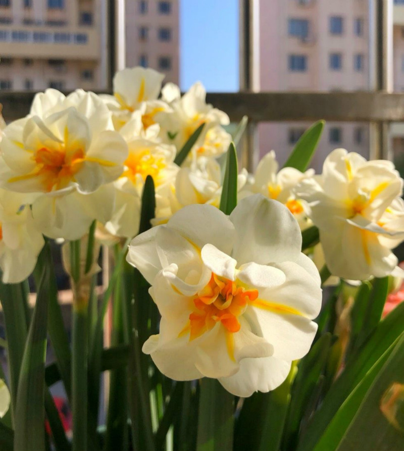 家里最毒的8种花,这四种花养在家里有毒