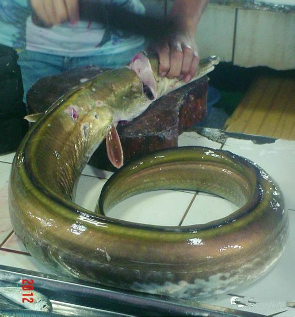 中国海鲜河鲜,市场河鲜海鲜种类大全