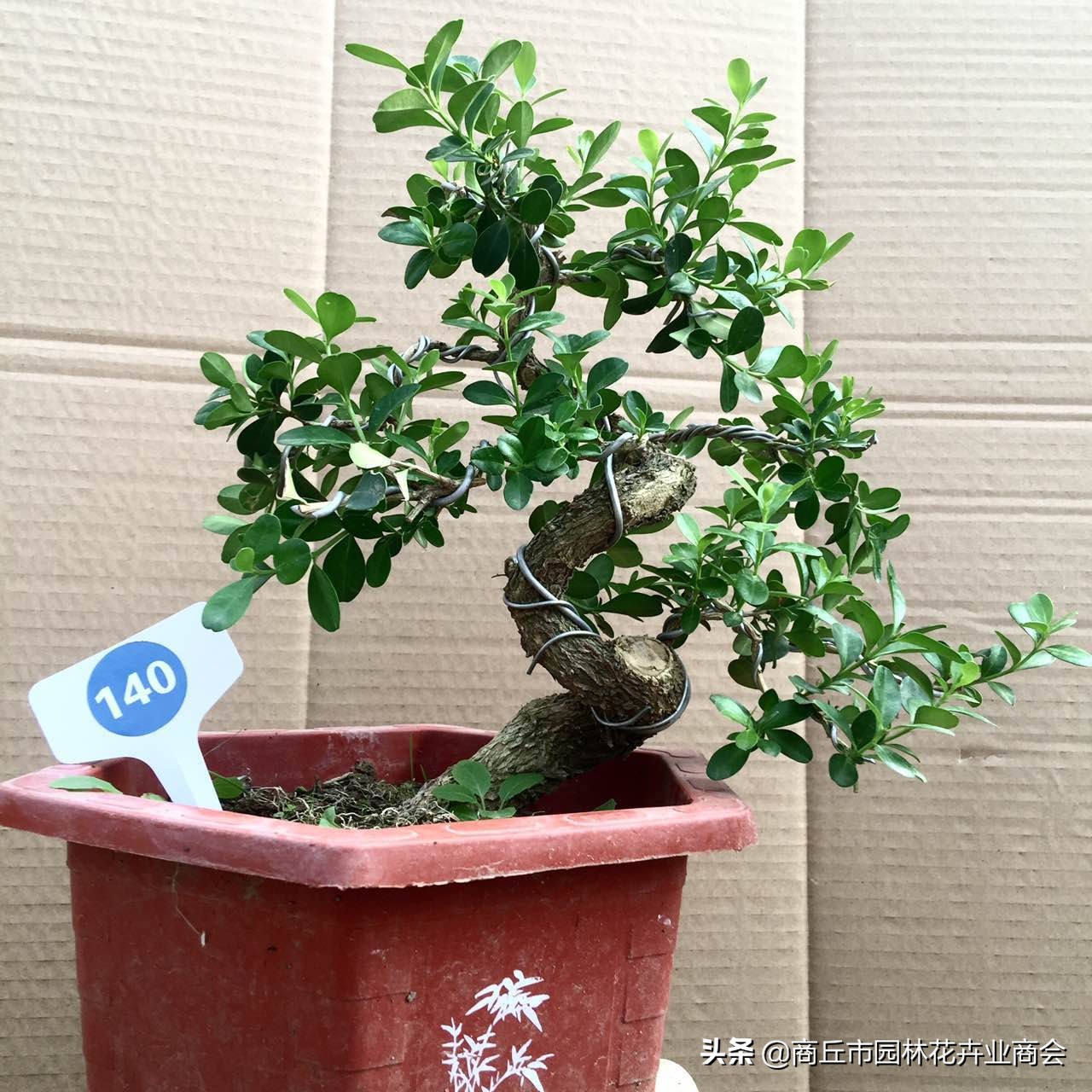 家有黄杨富贵吉祥,家有黄杨富贵满堂是什么意思