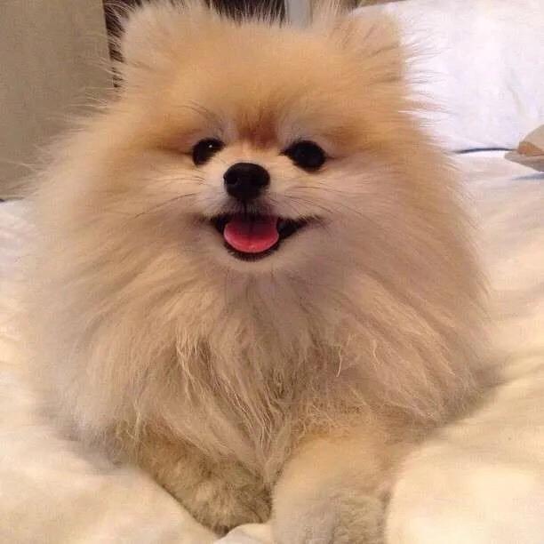 儋州宠物博美,博美小百科