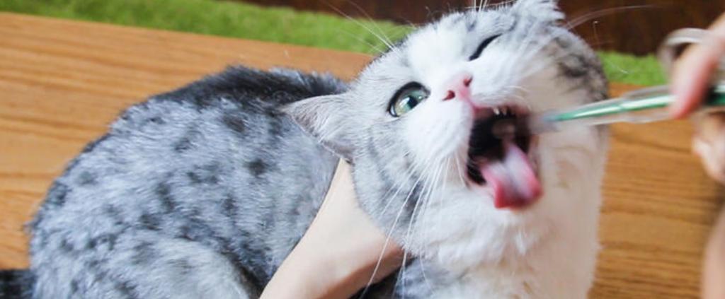 618养猫好物,养猫好物大全集