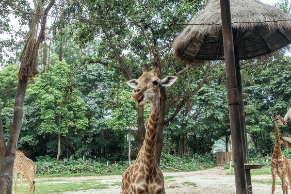 广州长隆旅游攻略自由行详细,广州长隆五一节3天2夜亲子游攻略