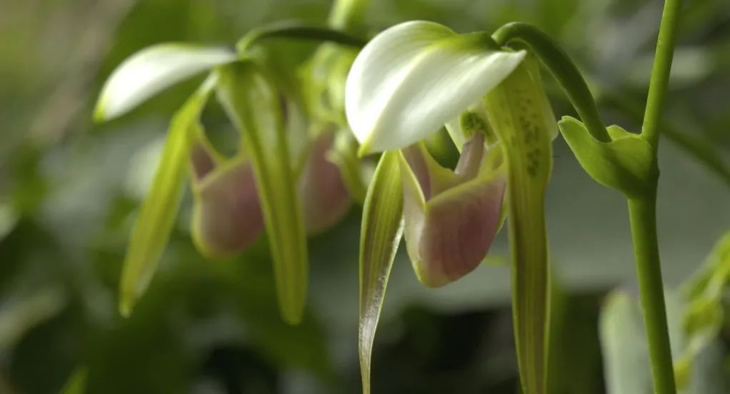 致富经：一株草要价上百万？兰花让我一夜暴富