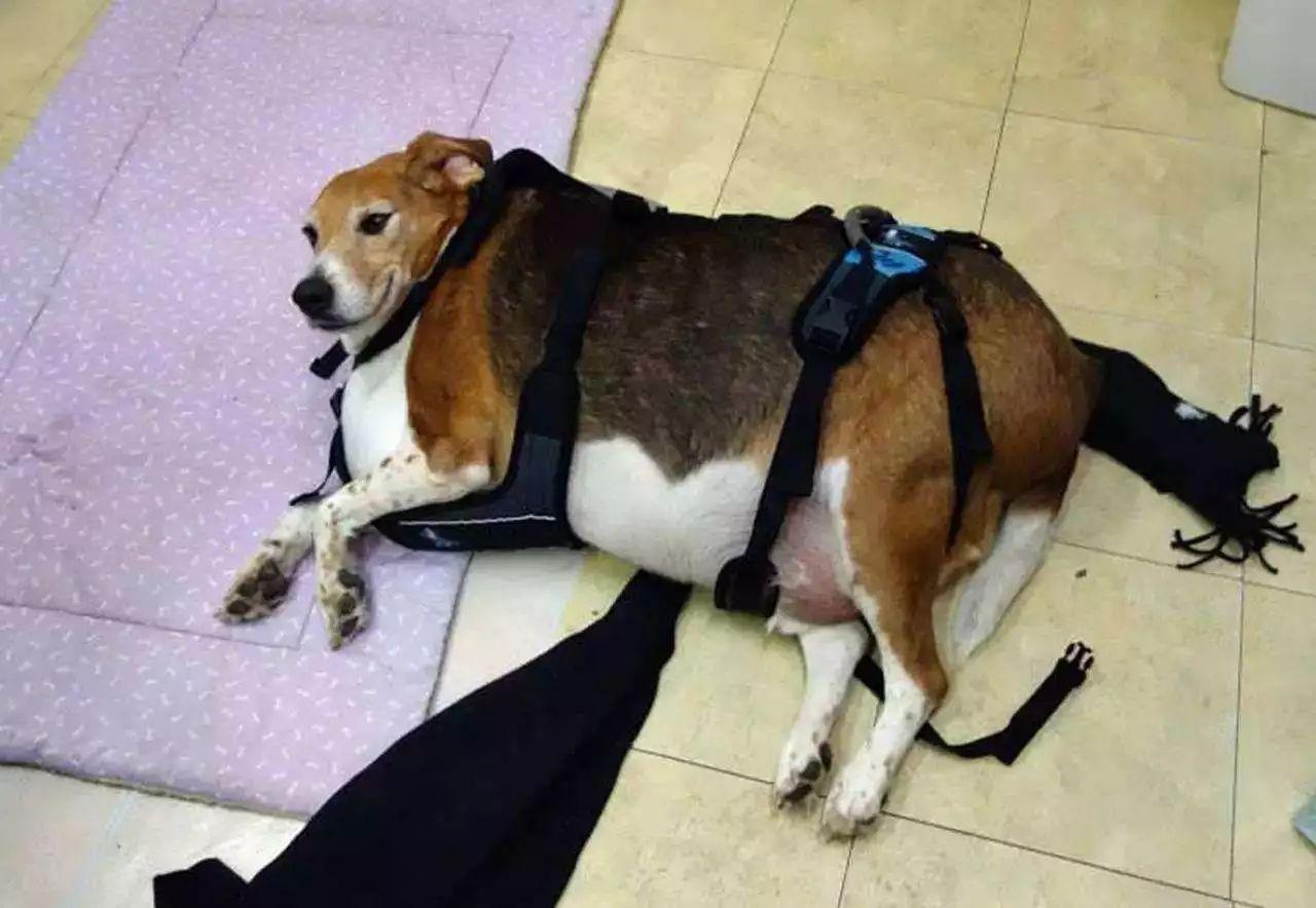 犬腰椎间盘疾病的部位,狗腰椎间盘突出的治疗方法