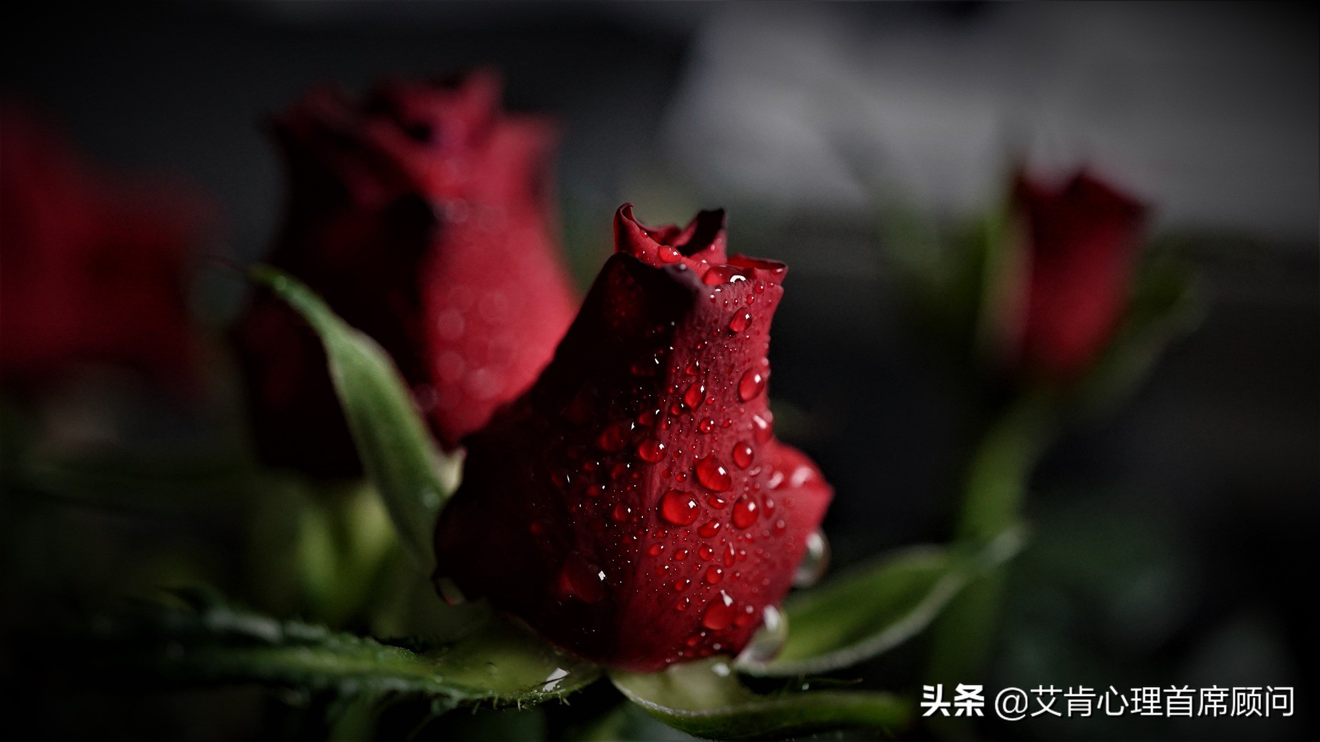 三分钟读完一本书精神明亮的人,三分钟读一本书活在当下