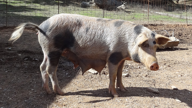 世界最顶级火腿多少钱,世界顶级火腿多少钱一斤