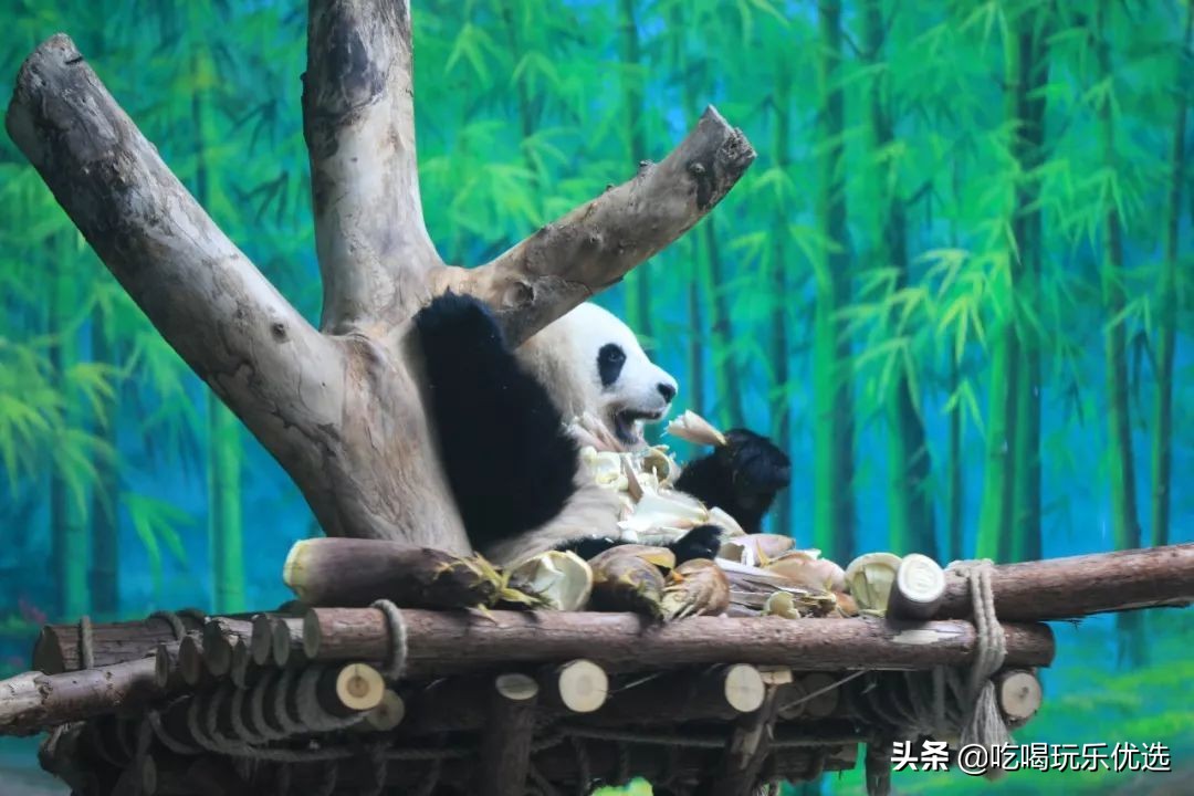 厦门灵玲动物王国大熊猫,厦门马戏团灵玲动物王国观光游览