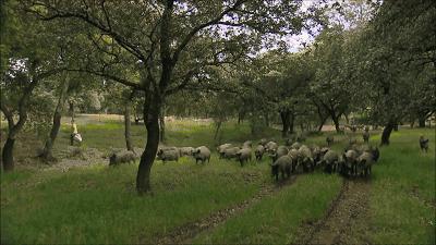 名猪大集合,看看你认识几个?