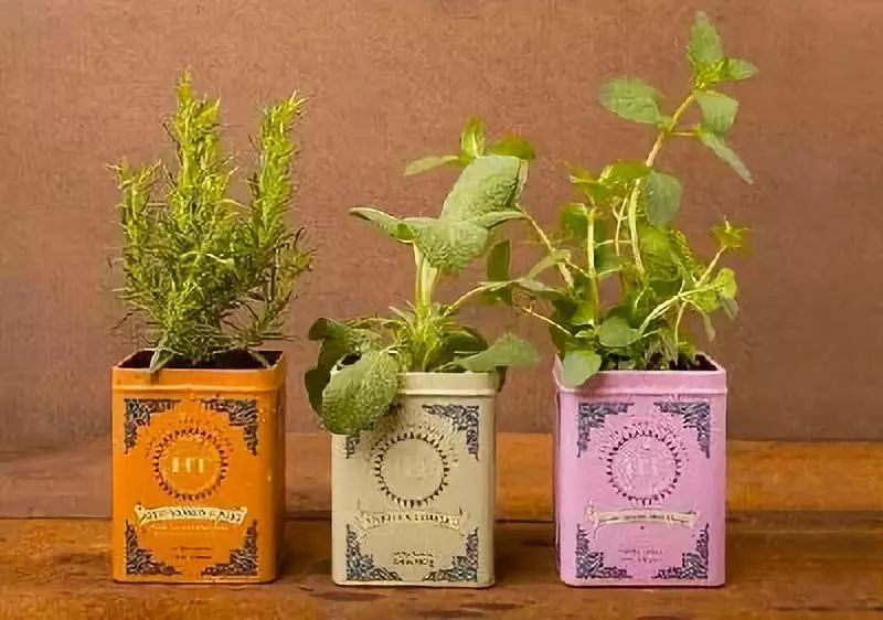 室雅何须大，花香不在多，在小屋里赏花种草，把日子过得刚刚好