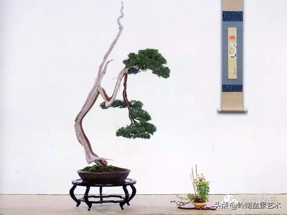 素仁格与文人树，你怎么看？