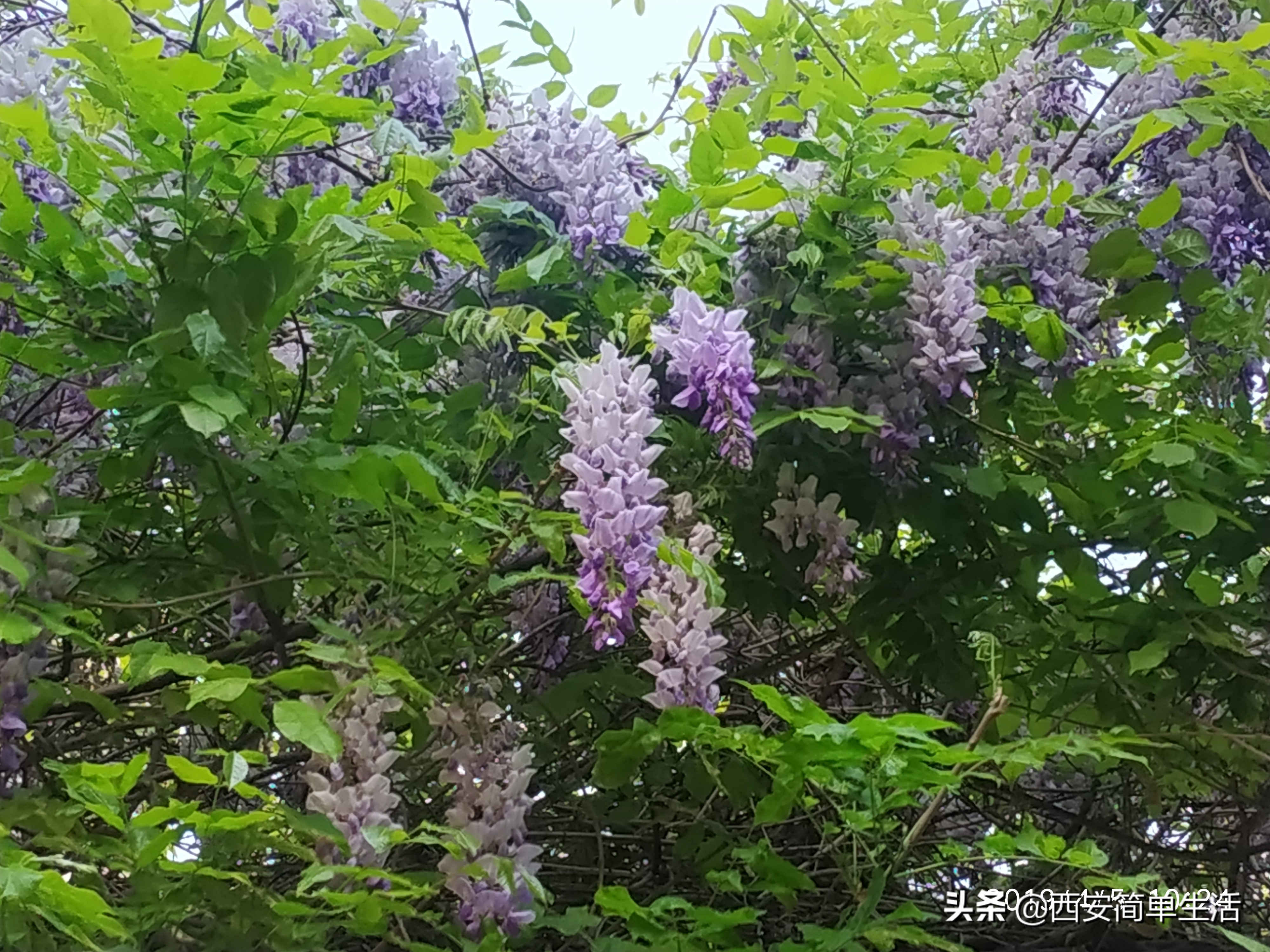 紫藤花一帘幽梦在哪里,紫藤花开如一帘幽梦