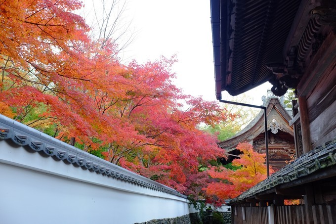 京都赏枫2022,京都赏枫必去景点有哪些好玩的