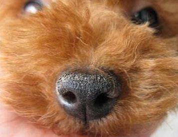 泰迪犬最容易患的五种疾病,泰迪犬六大禁忌