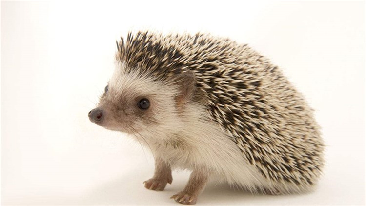 非洲迷你刺猬眼睛疾病,刺猬的症状