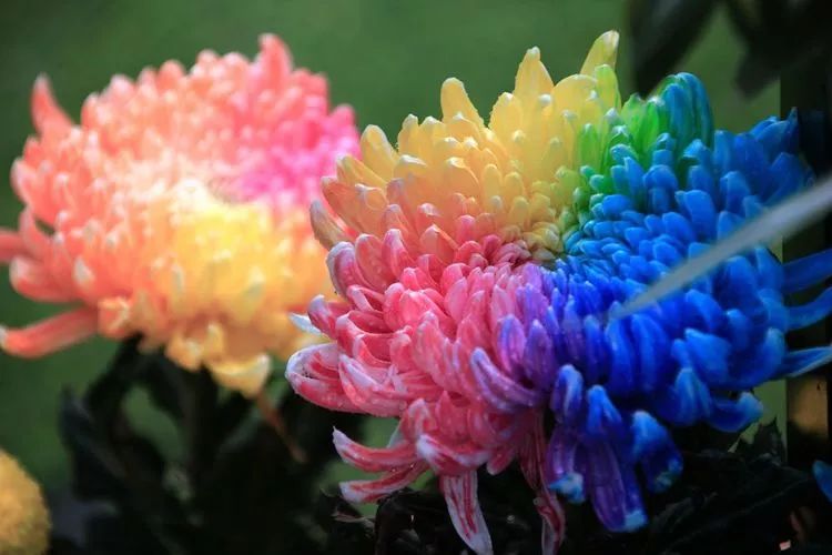 花中四君子菊花,花中四君子菊花的简介