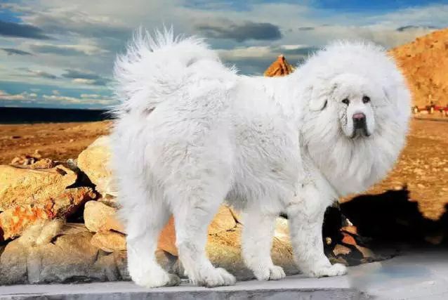 72种名犬分类介绍及图片,72种名犬及图片