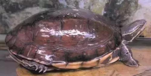 三线闭壳龟和潘氏闭壳龟区别,金头闭壳龟和三线闭壳龟同池