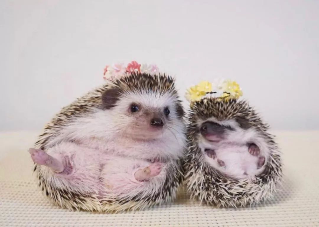 养一只戏精宠物是什么体验,养了一只小狐狸是什么体验