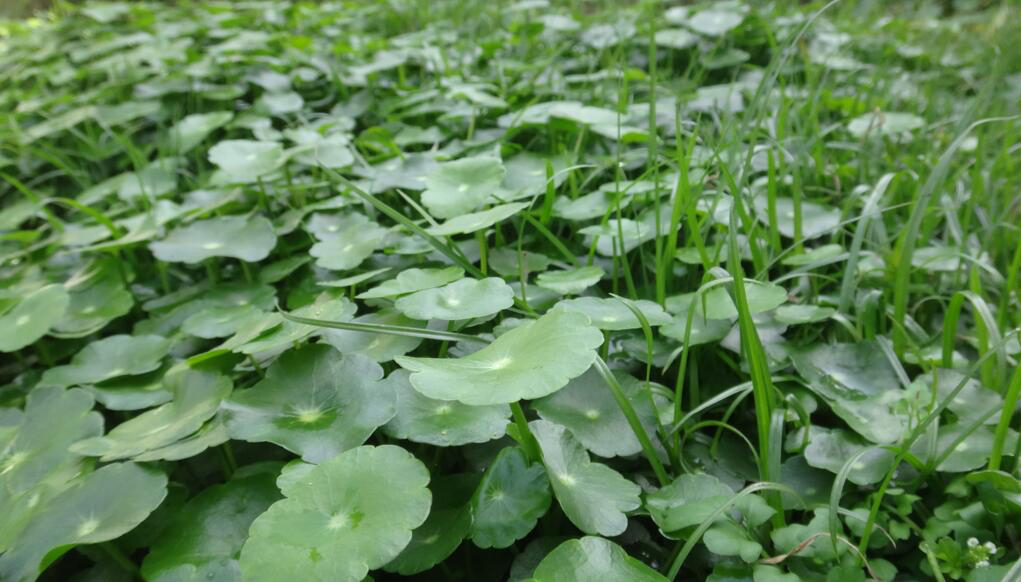 中药连钱草的彩色图片,广金钱草中药材