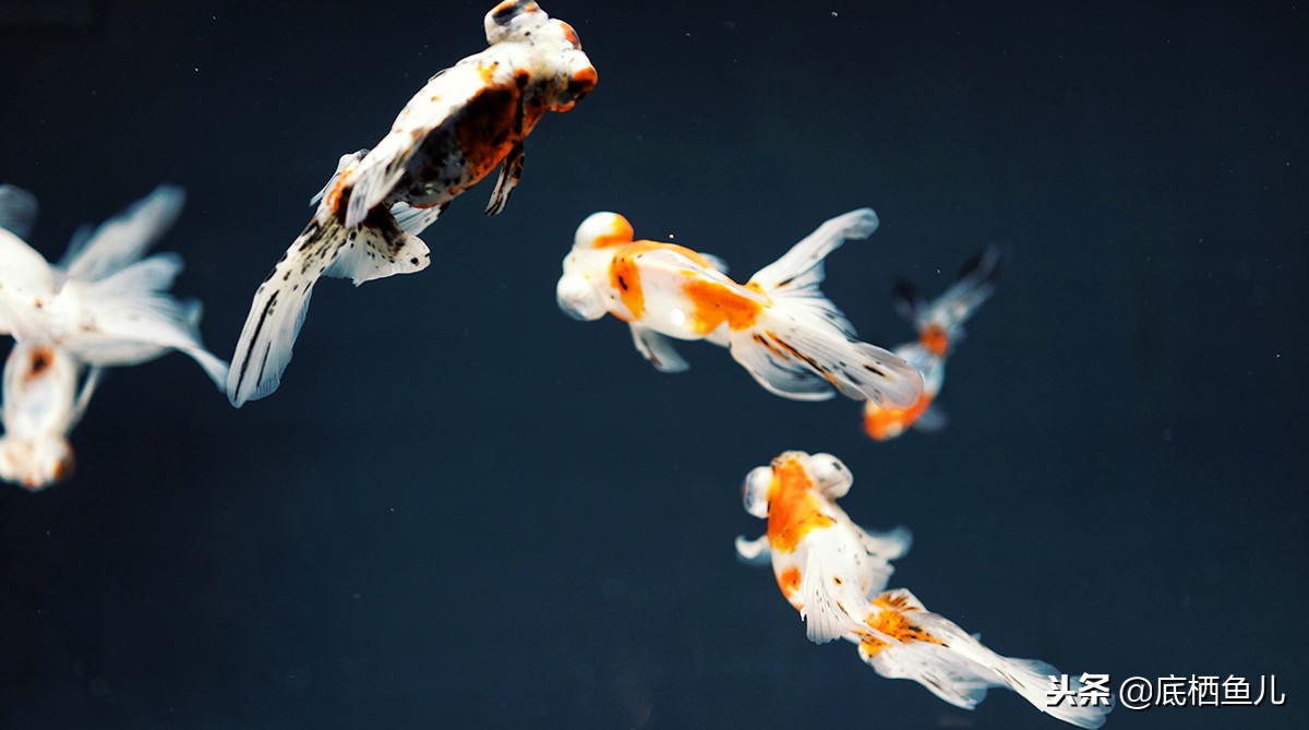 无需加热棒的大型鱼,不需加热棒又好看的鱼