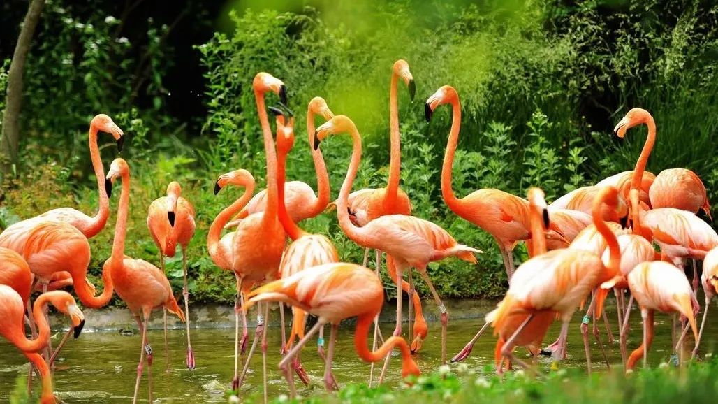 青岛西海岸啤酒节攻略,青岛西海岸周末去哪玩