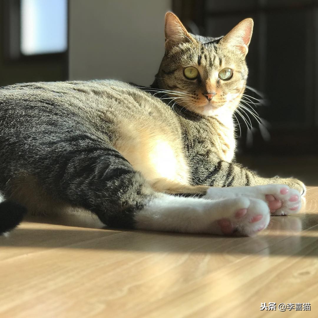 猫咪怀孕铲屎官要怎么办,怀孕期间猫咪要做哪些检查