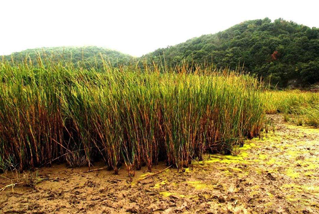 这植物原是“生态系统工程师”，隐藏多年爆发，成了“生态杀手”