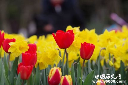 郁金香的花语是祝福,紫色郁金香和粉色郁金香的花语