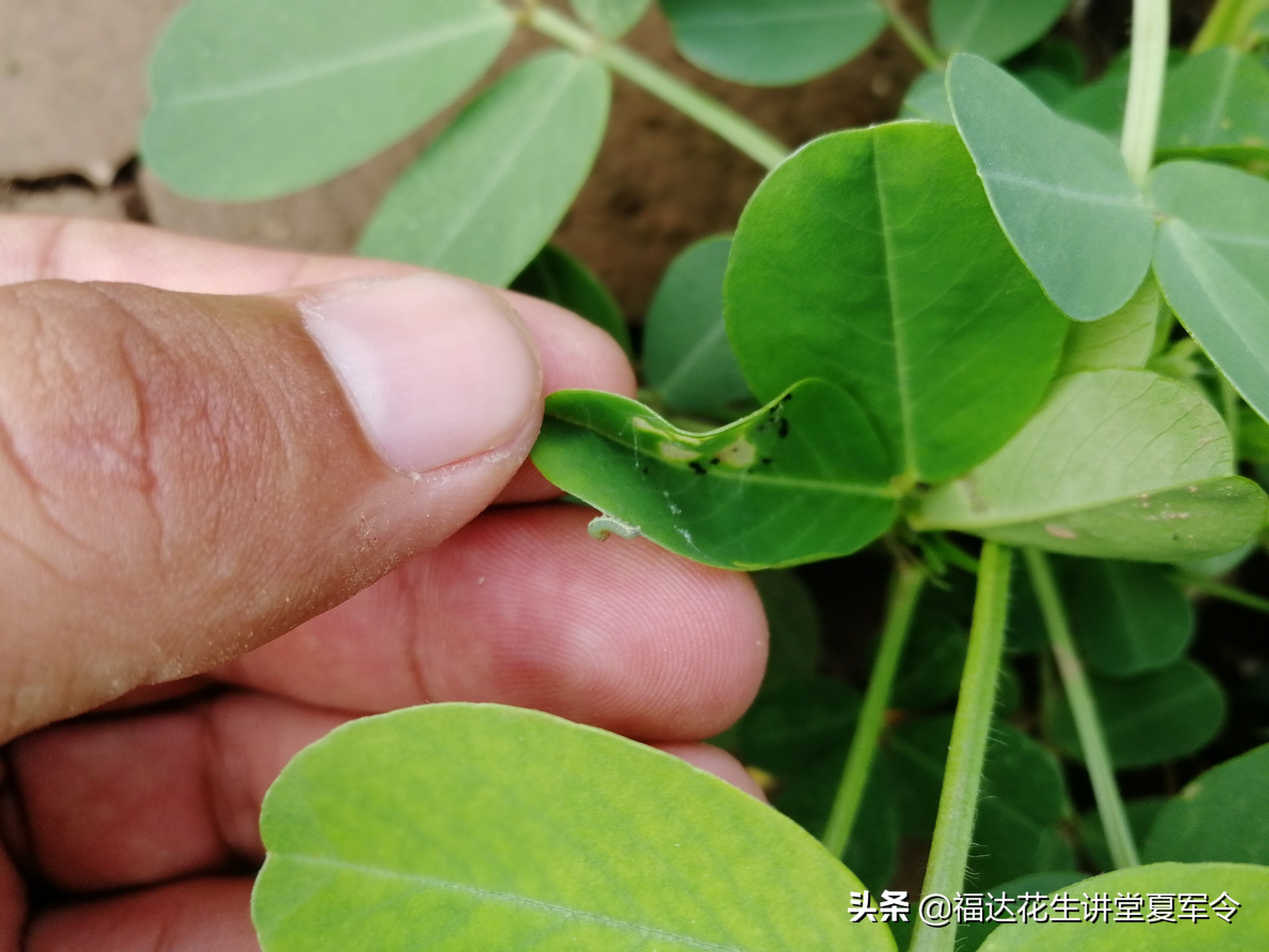花生害虫用什么药杀虫,花生杀虫最快方法