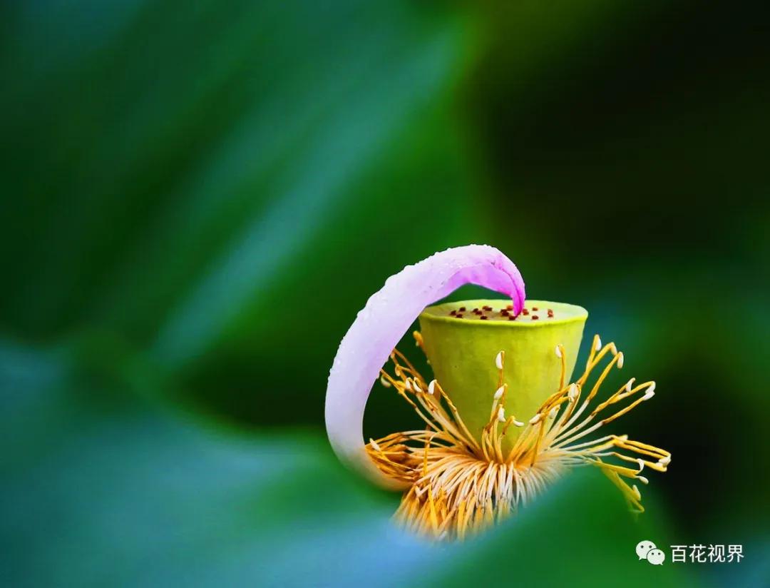 邯郸市女性摄影家,邯郸市女子摄影协会