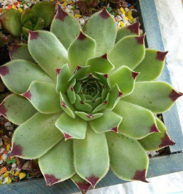 养观音莲用多大的盆,养观音莲能用颗粒土吗