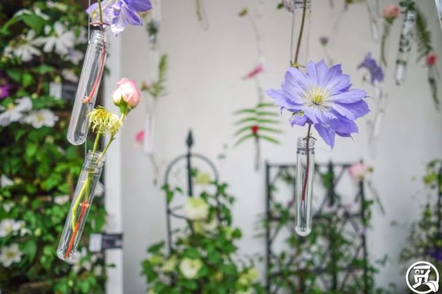 深圳史上最大最美的花展来啦,走进深圳仙湖植物园的国际花展