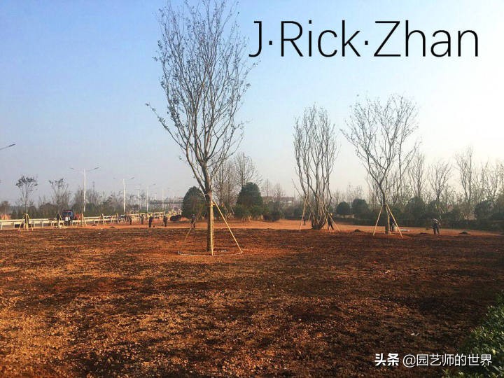 怎么种植草坪不长杂草,如何养好草坪