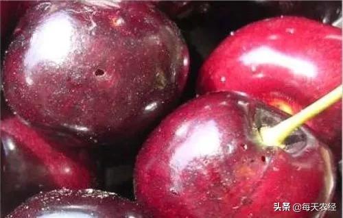 樱桃打果蝇药几天可以吃,大樱桃果蝇难防治掌握方法才奏效