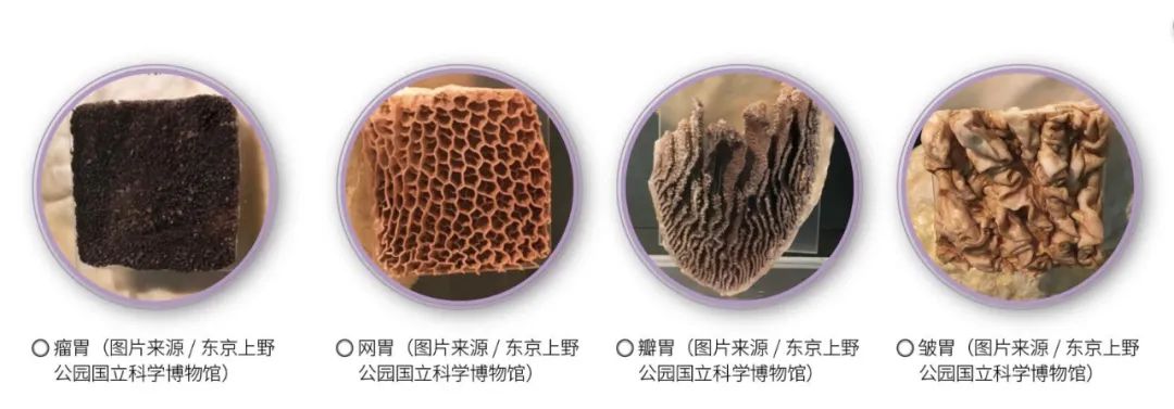 牛真正的胃称作什么,牛四个胃俗称叫什么