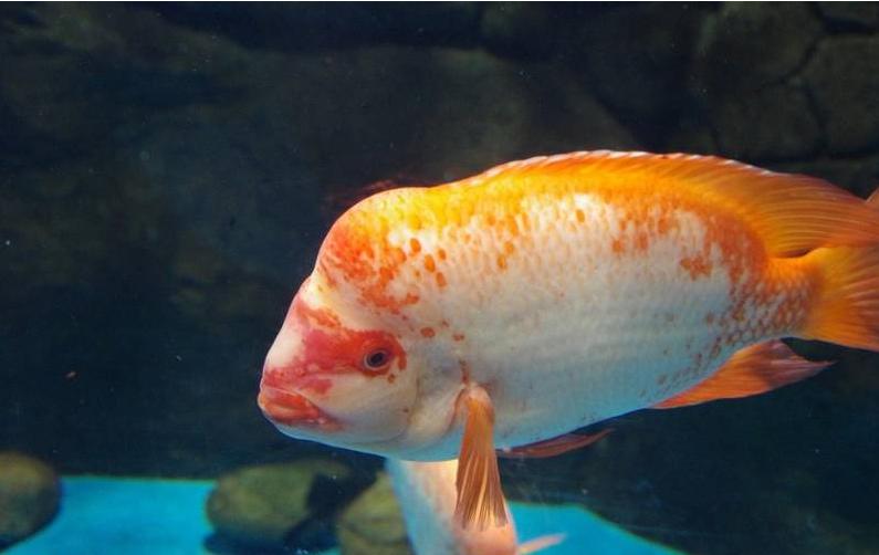 如何养罗汉比较活跃,养罗汉注意哪些