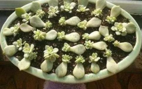 多肉叶子扦插的最佳方法,多肉叶子扦插怎么养才能长得快